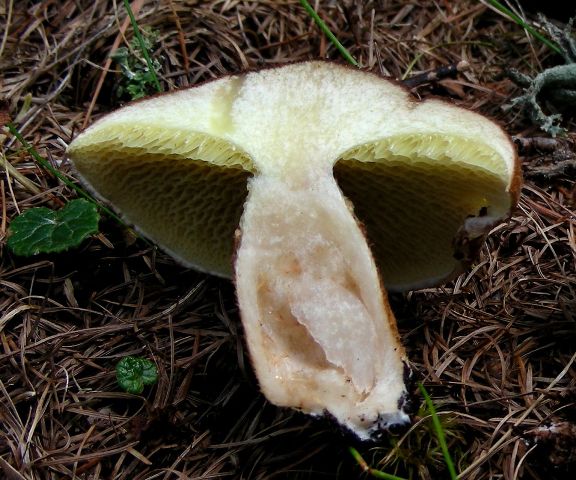 Funghi in quota, montagne del Lagorai (gruppo del Rava)